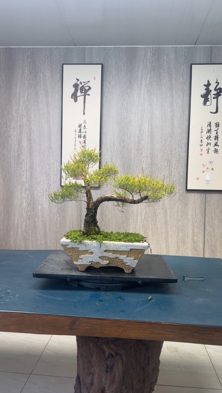 【闪购商品】盆景春花