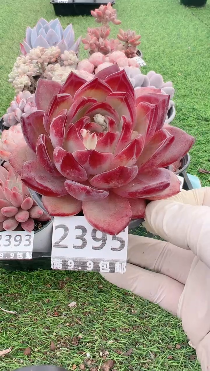 【闪购商品】信福多肉一物一拍