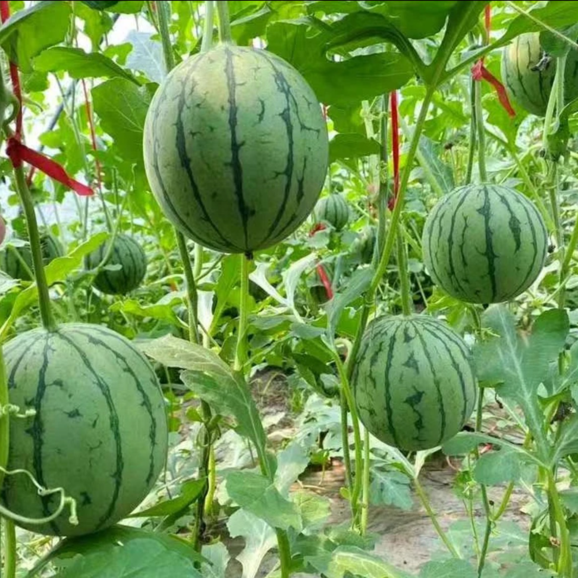 【盆栽小西瓜种子】麒麟西瓜红玉西瓜种籽阳台庭院均可种植绿皮红壤