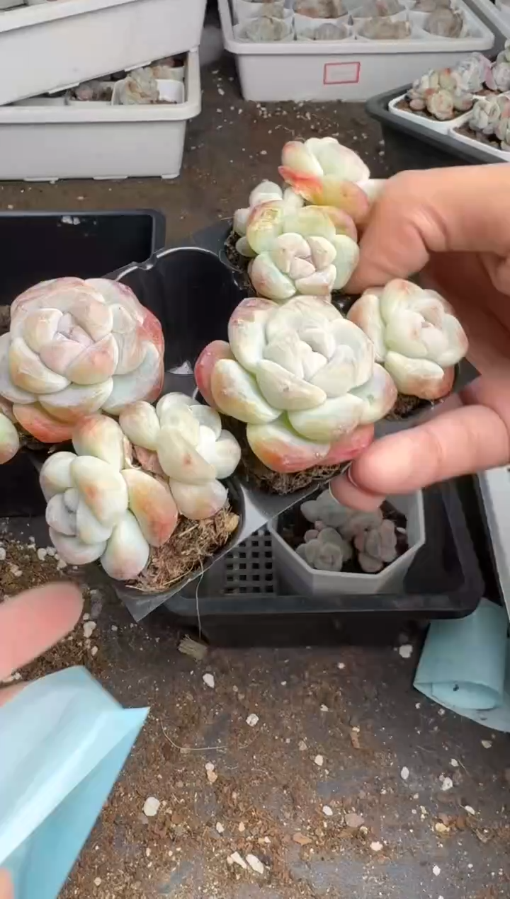 【闪购商品】242号到手1框--江北多肉