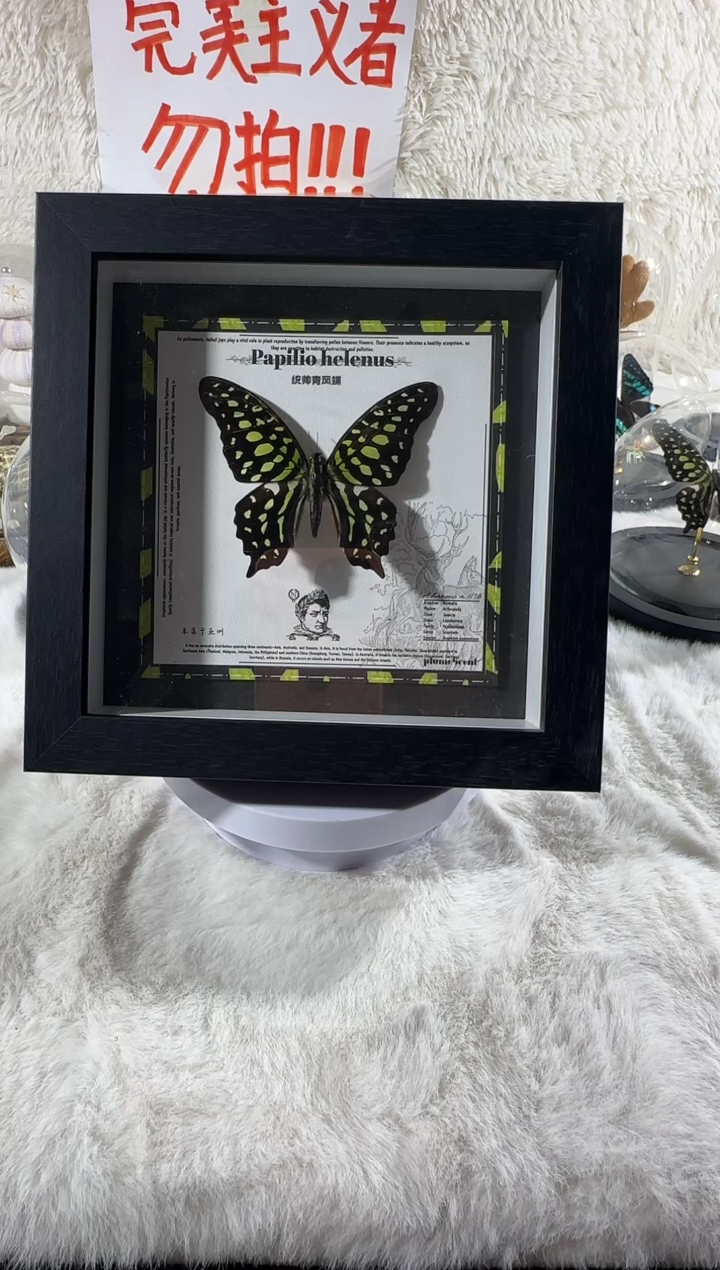 统帅青凤蝶新相框   