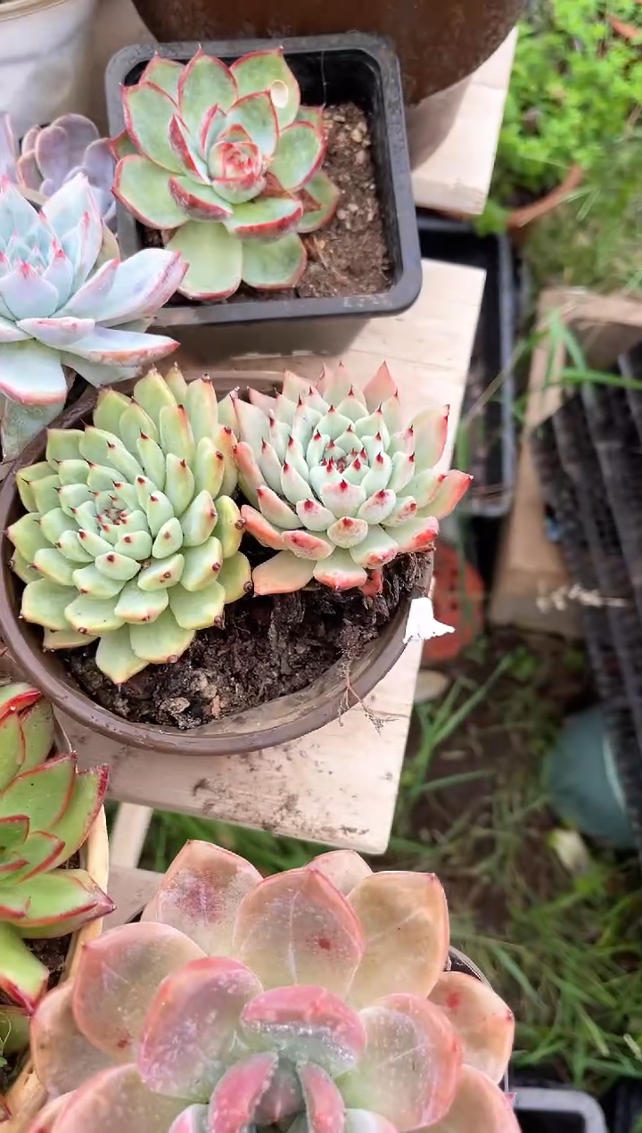 疍****坊多肉植物一物一拍30152