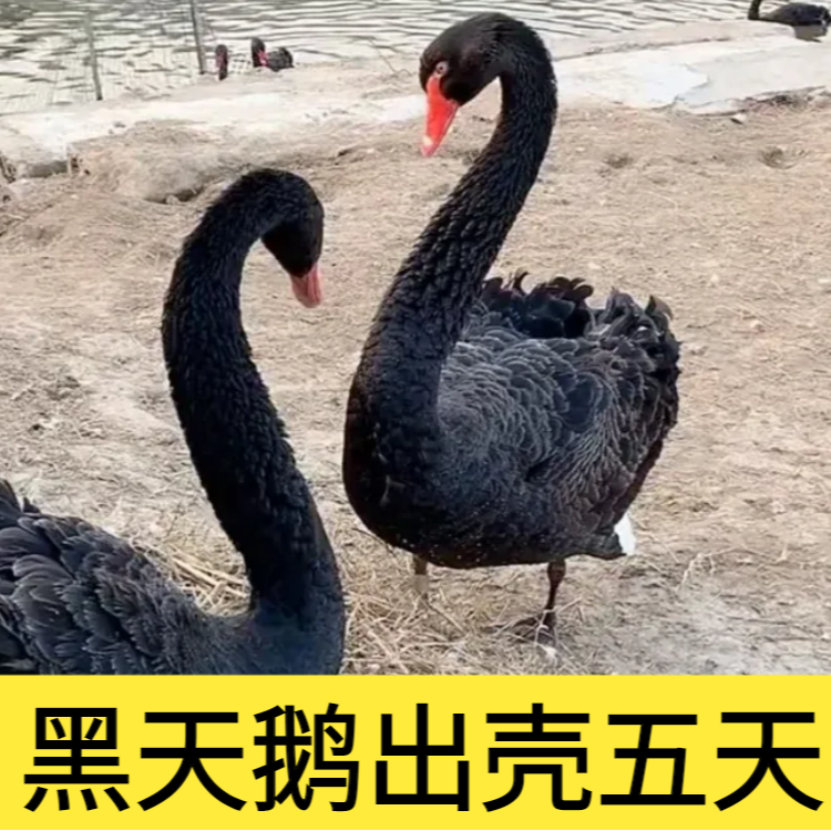 黑天鹅  宠物 顺丰送到家