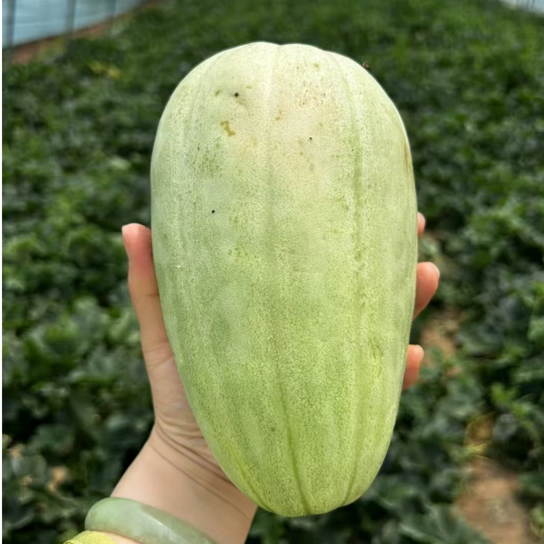 头茬山东老品种香瓜甜瓜九分花香一分奶香软糯面2.5KG京东快递包邮送货上门（只卖大果）新鲜