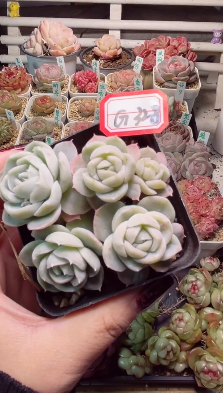 【闪购商品】G328胖虎一物一拍