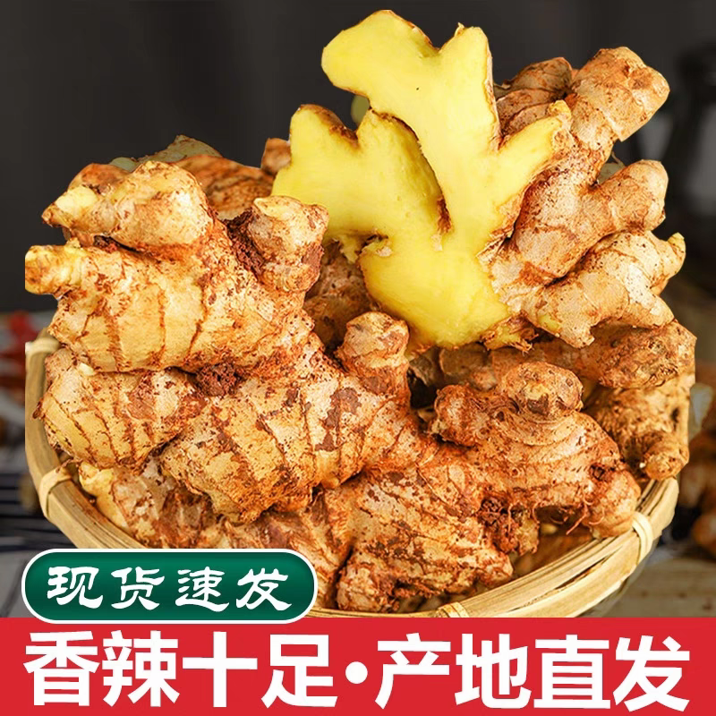 正宗云南小黄姜新鲜现挖山地种植香味浓郁辛辣够味ccm