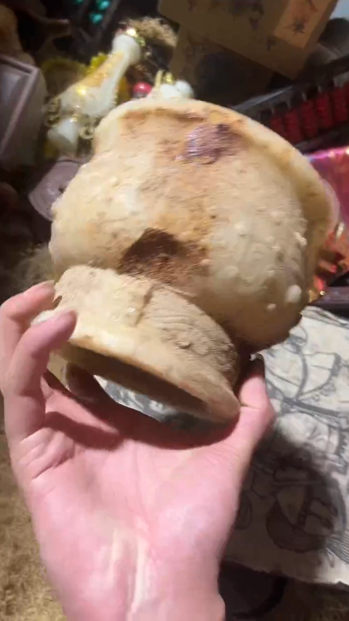 香榧木1个小小雨链接1号