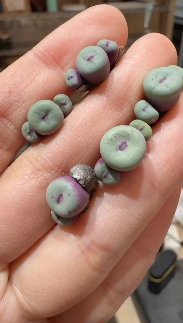 83多肉植物肉锥SSG0089红嘴一颗