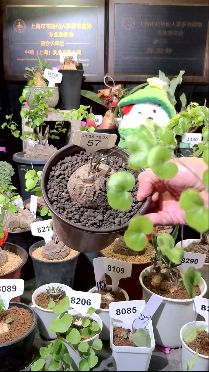 57号1225福利南非龟甲龙