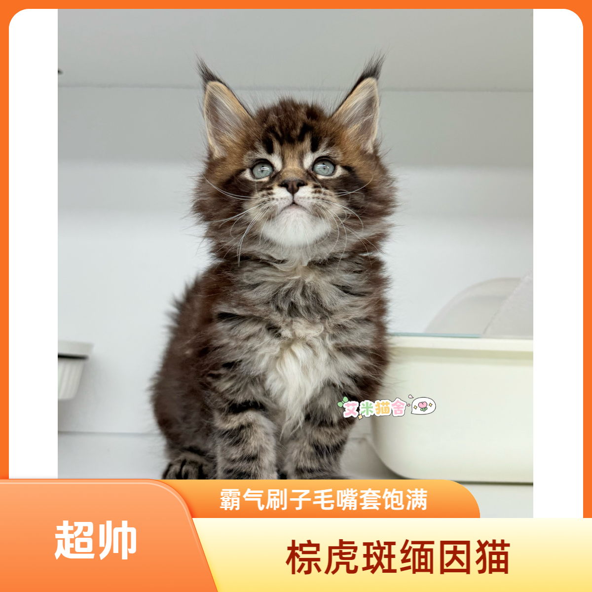 霸气棕虎斑缅因猫嘴套饱满刷子毛