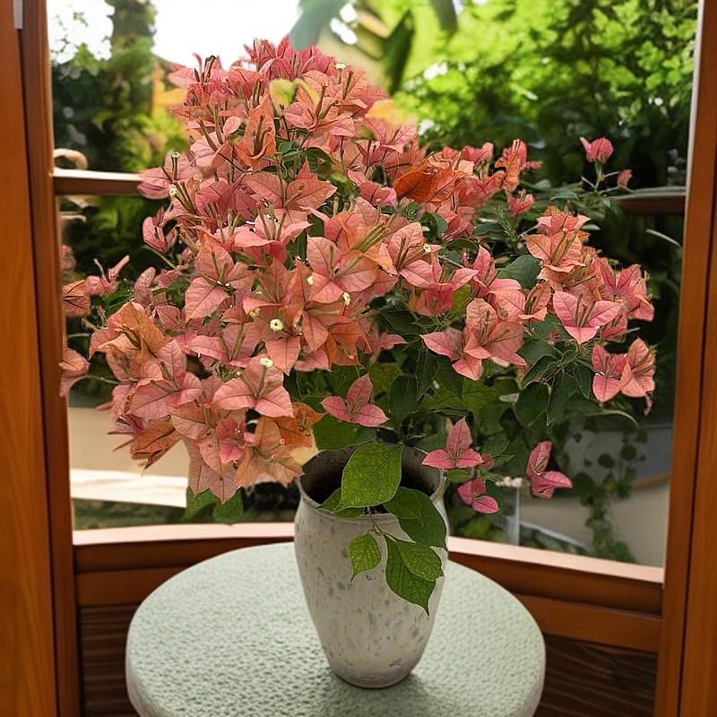 三角梅高级色系带盆带土 好养易活四季开花 原盆基地直发