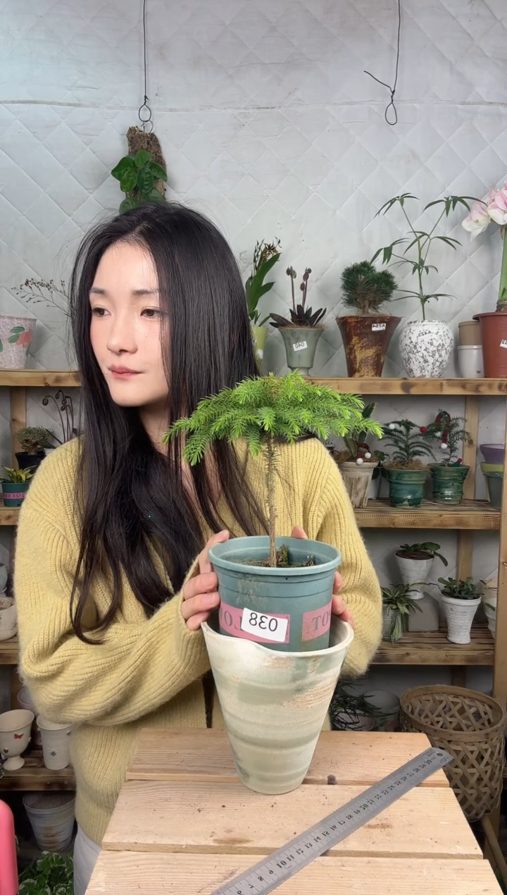 无花朵l****o038南洋杉加盆一套