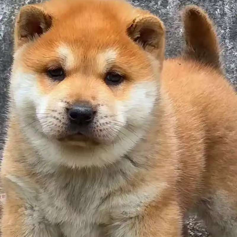 黄狗白面狗狗活体通用链接