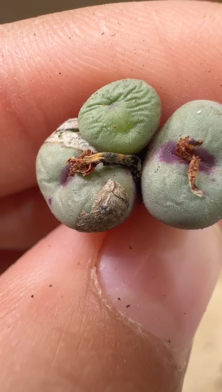 28-7多肉植物肉锥