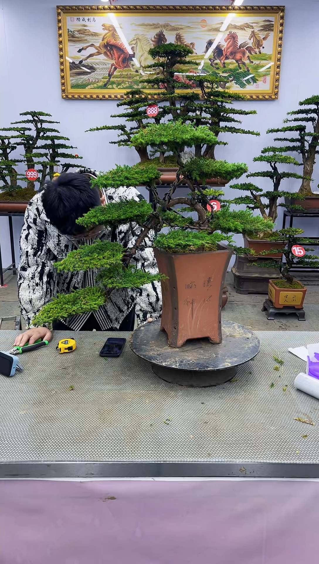 【闪购商品】八斗松/松类活物造型盆景，以直播间截图为啊啊