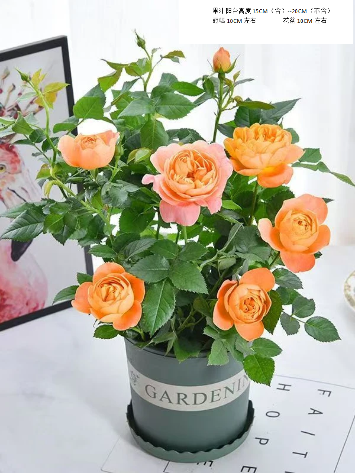 【刚出花苞】果汁阳台月季花苗四季开花盆栽绿植室内养护庭院