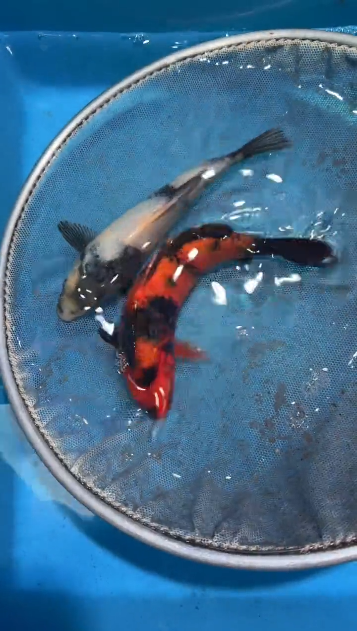 锦鲤点关注右下角竞拍链接出价