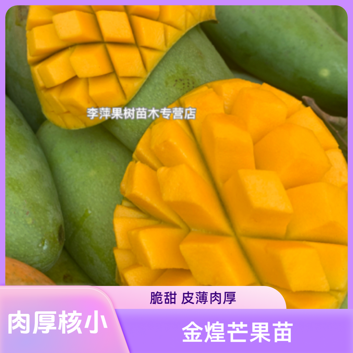 金煌芒树苗 脆甜 肉厚核薄  大果品种 【一物一拍】