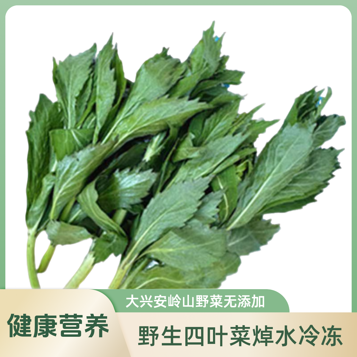 (顺丰包邮)大兴安岭速冻野生四叶菜山野菜无添加森林采摘焯水冷冻