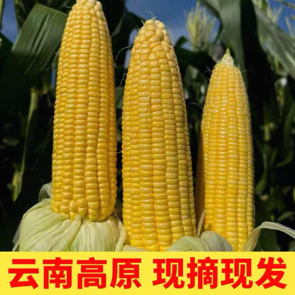 云南新鲜水果玉米鲜脆甜带壳带叶带须太阳花玉米