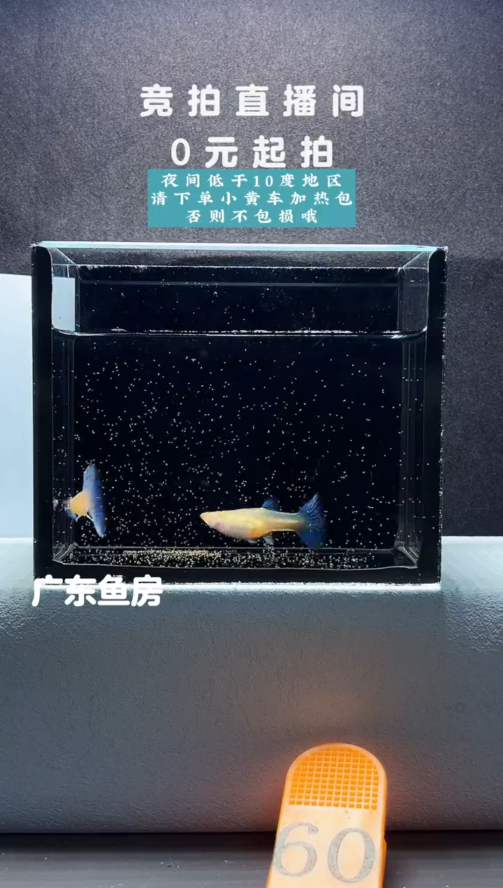 孔雀鱼蓝白鸥翼飞船一对编号60