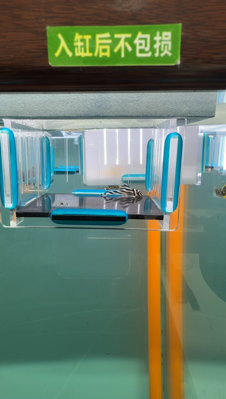 清道夫鱼045号046入缸不包损录制完整开箱视频3.1厘米