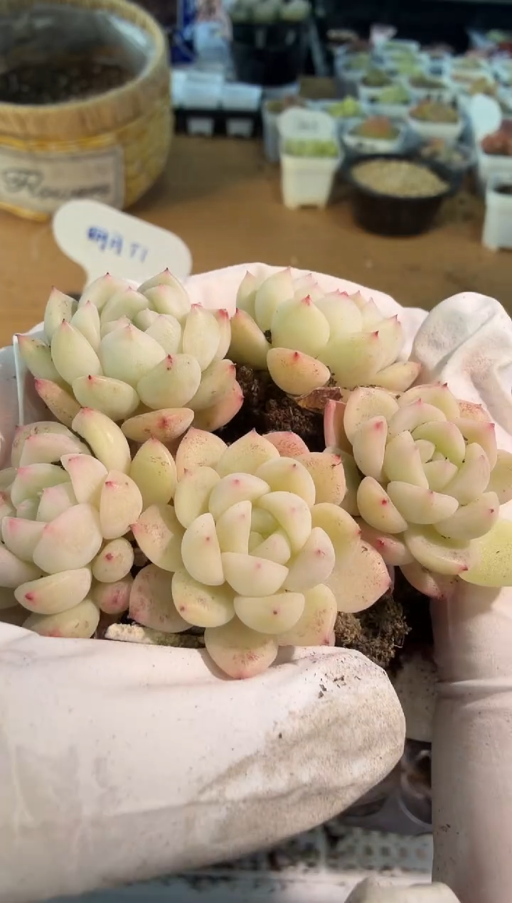 明月T1 单双混5颗量拍混发