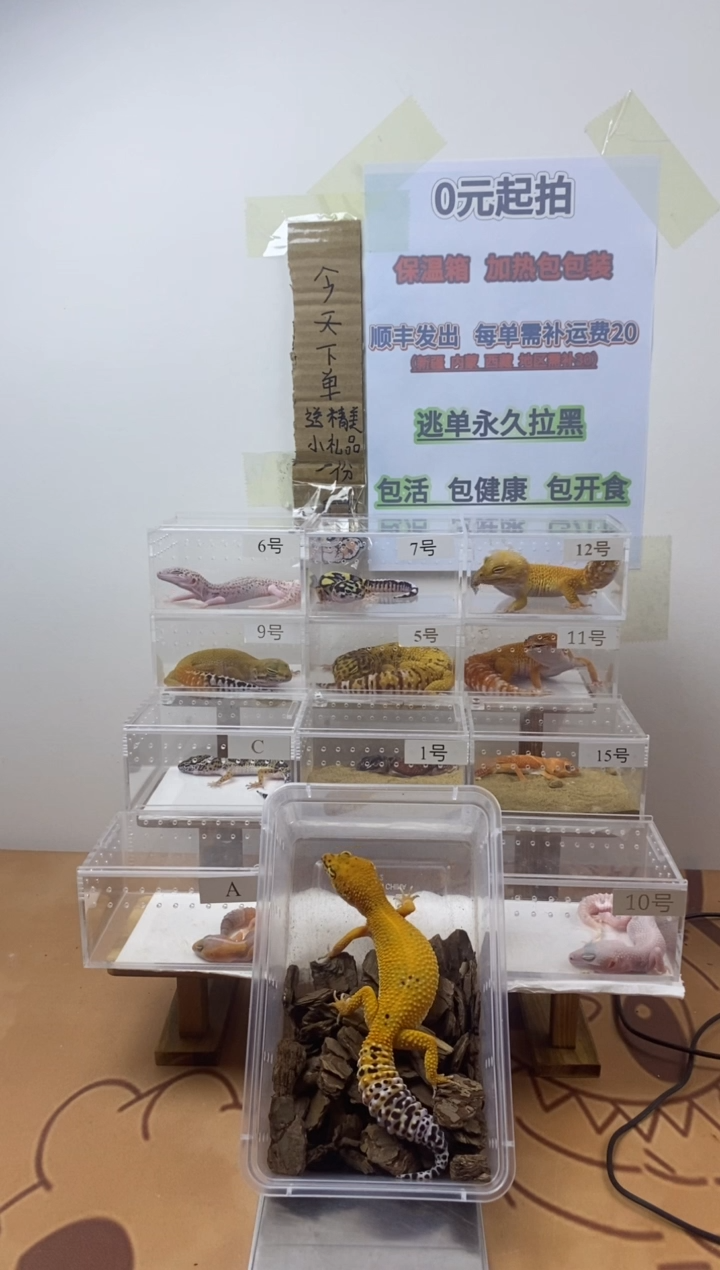 豹纹守宫豹纹守宫幼苗亚成体成体肥尾