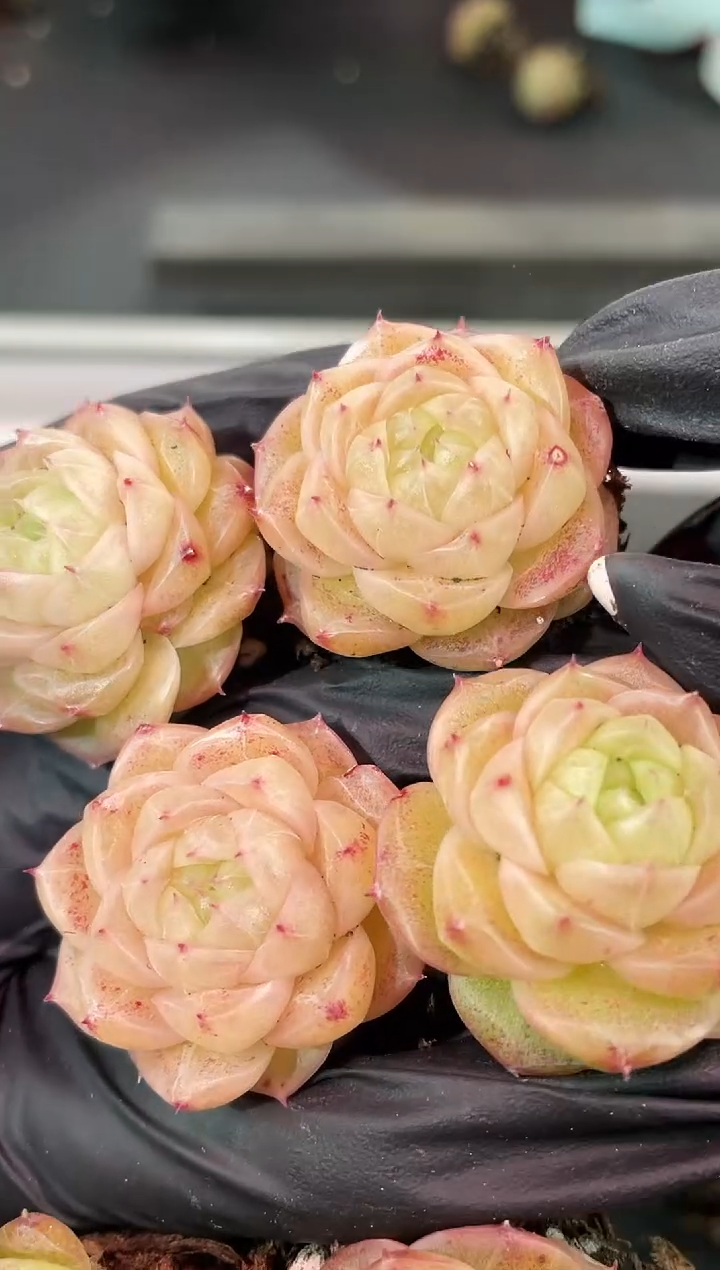 闪购1727  霓虹多肉一颗  3-5厘米