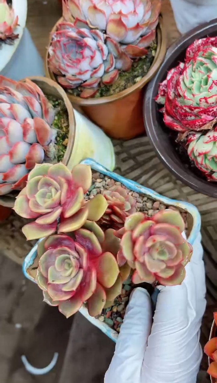 【闪购商品】23030