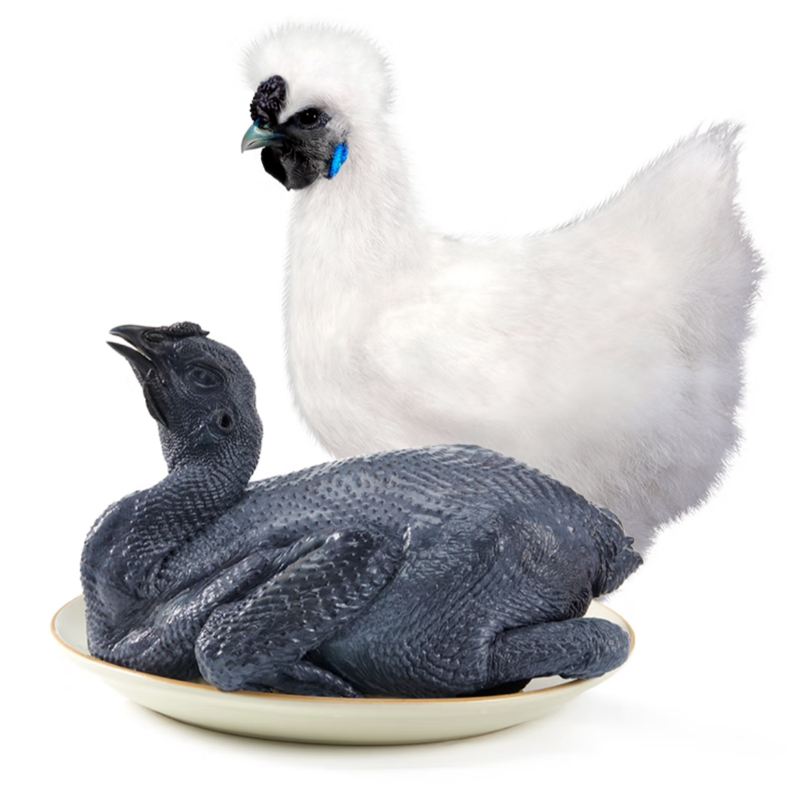 正宗白凤乌鸡粉壳蛋鸡乌鸡汤走地鸡溜达鸡一斤左右发货