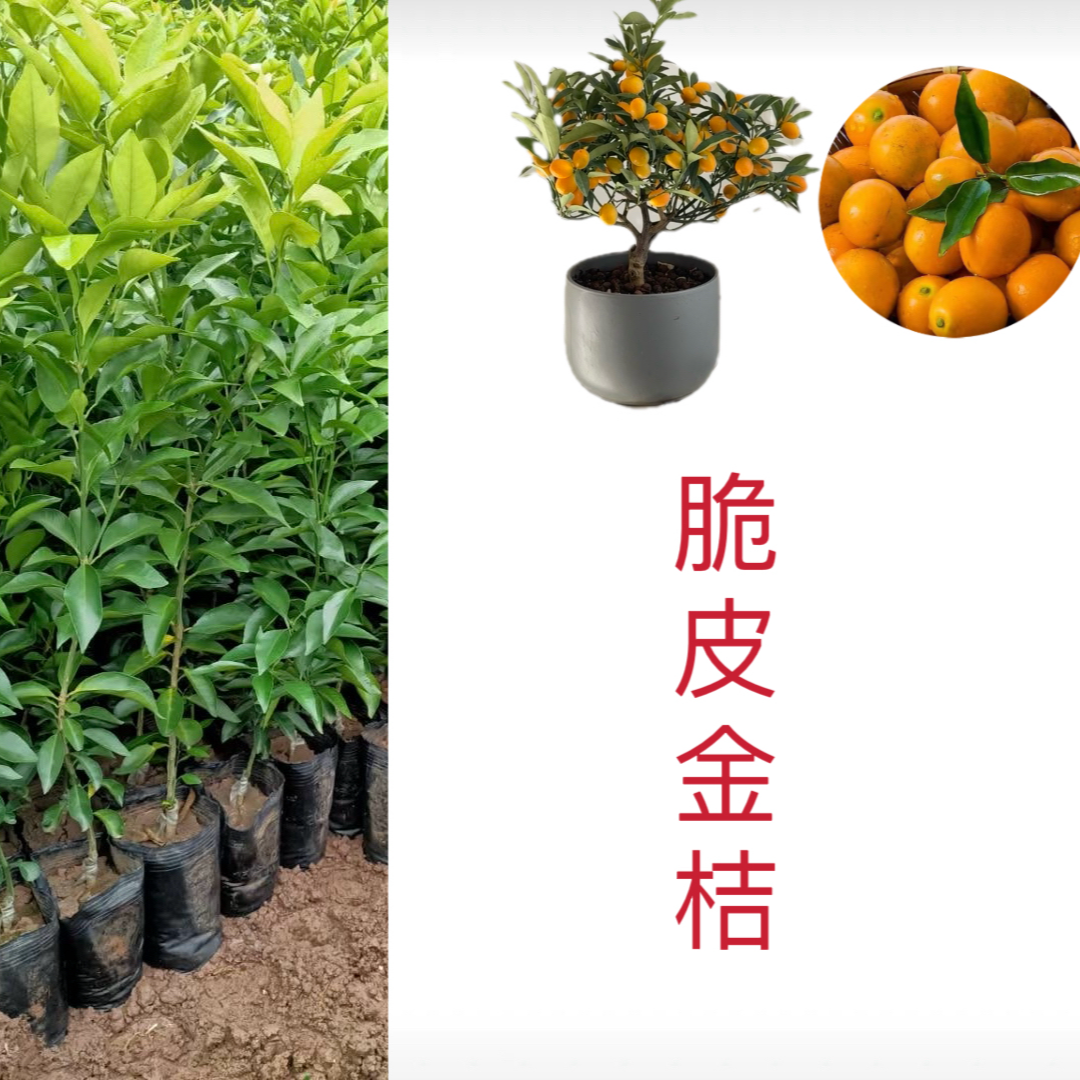 【金桔】无纺布原杯原土盆栽地栽苗