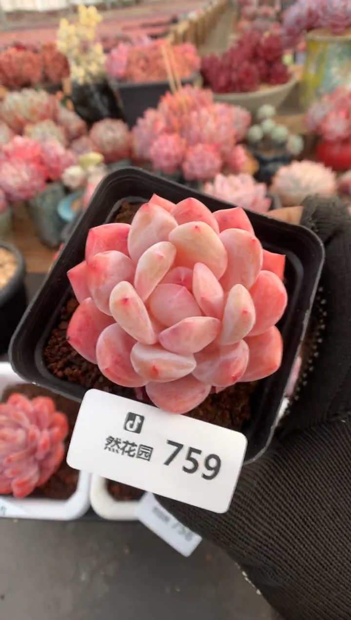 759雪天使多肉植物一物一拍