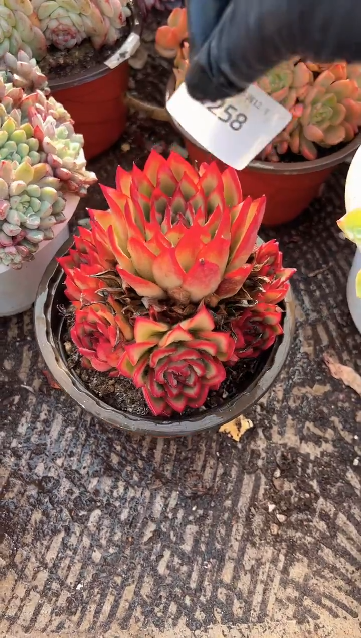 那****笑多肉植物一物一拍04258