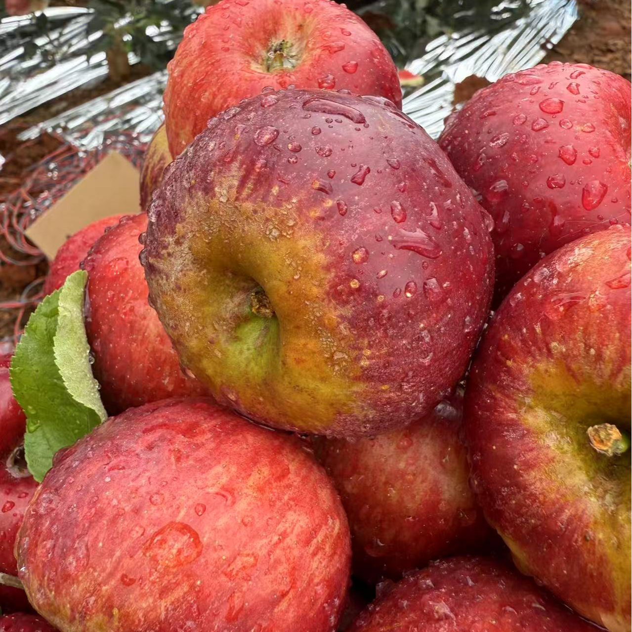 JC2025云南早熟华硕丑苹果产地直发新鲜现摘现发