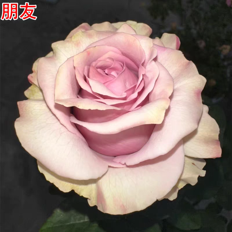 新品朋友月季灌木大花直立抗病庭院阳台盆栽四季开花切花玫瑰