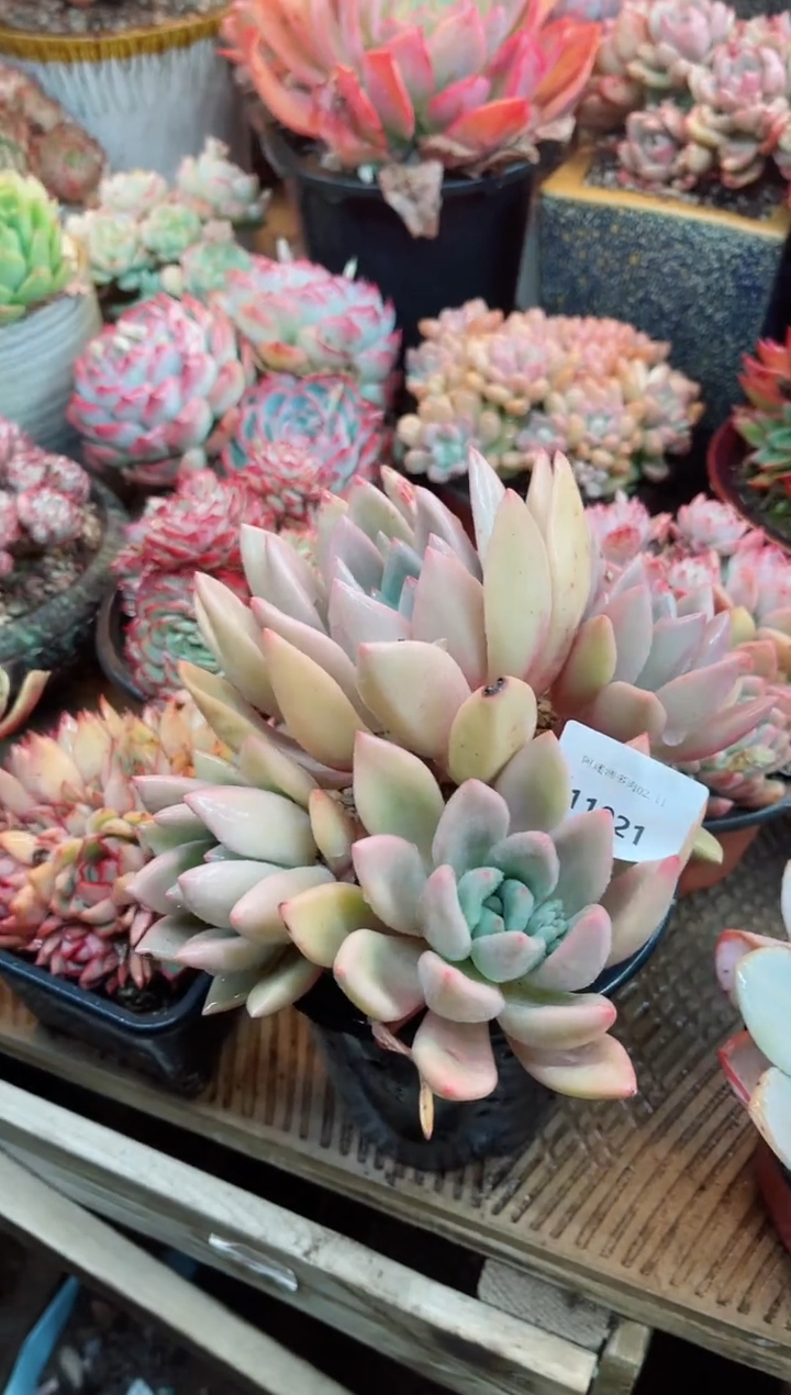 【闪购商品】11021