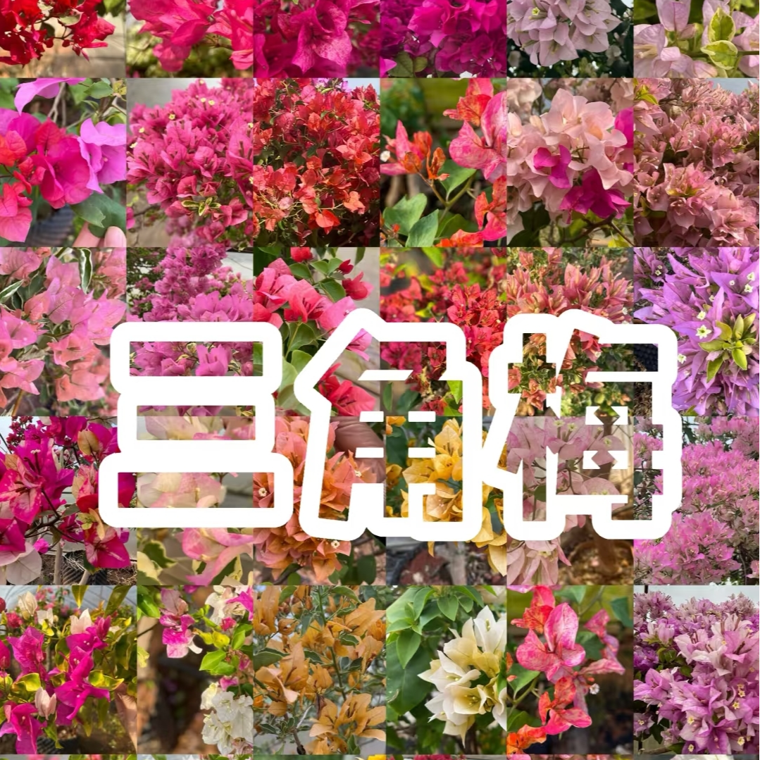 品种三角梅通用有机营养土