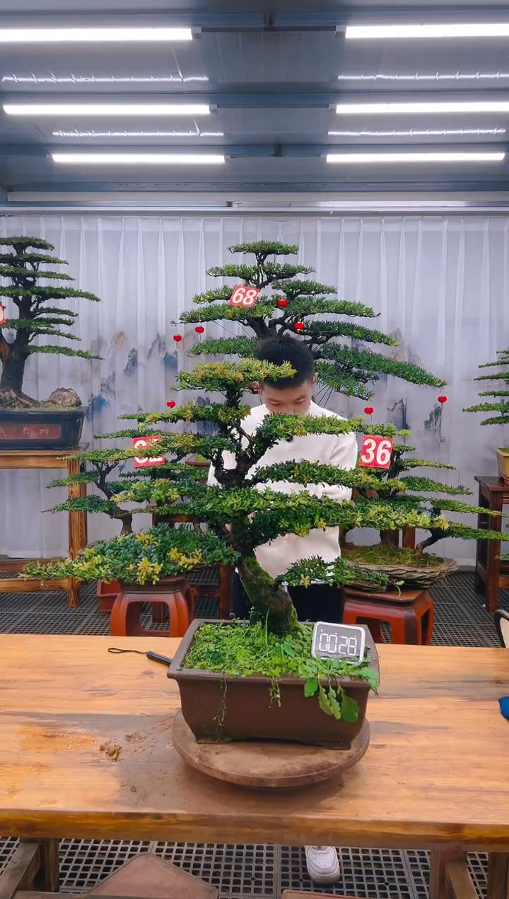 【闪购商品】紫砂精品盆景直播间一物一拍