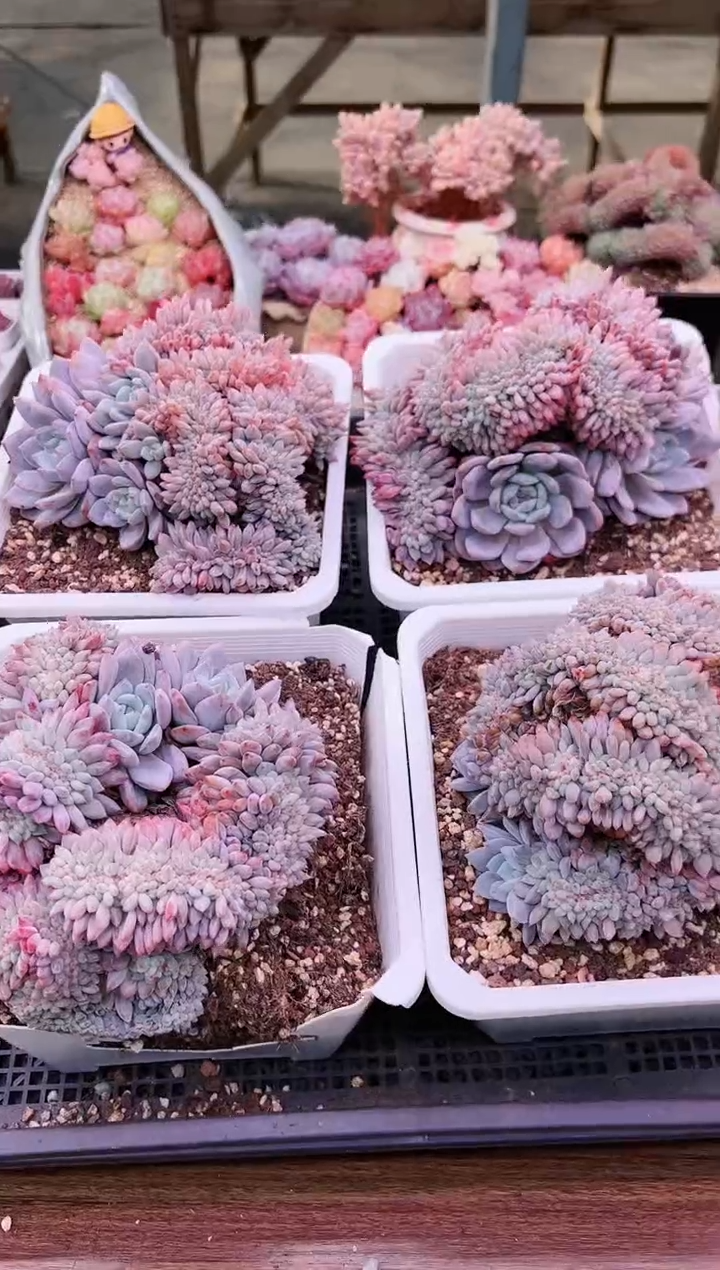 琥珀星影超大缀化一颗   