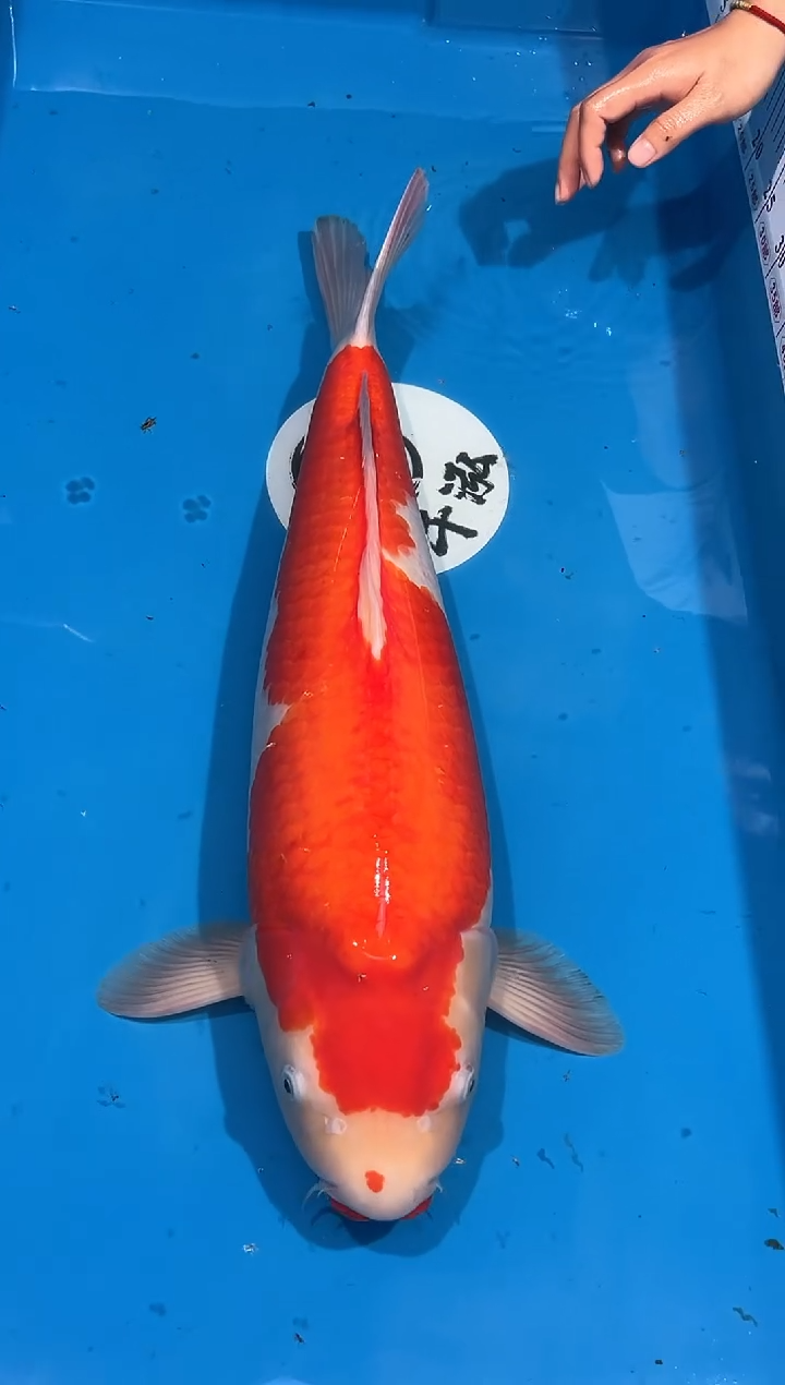 锦鲤进口红白64cm