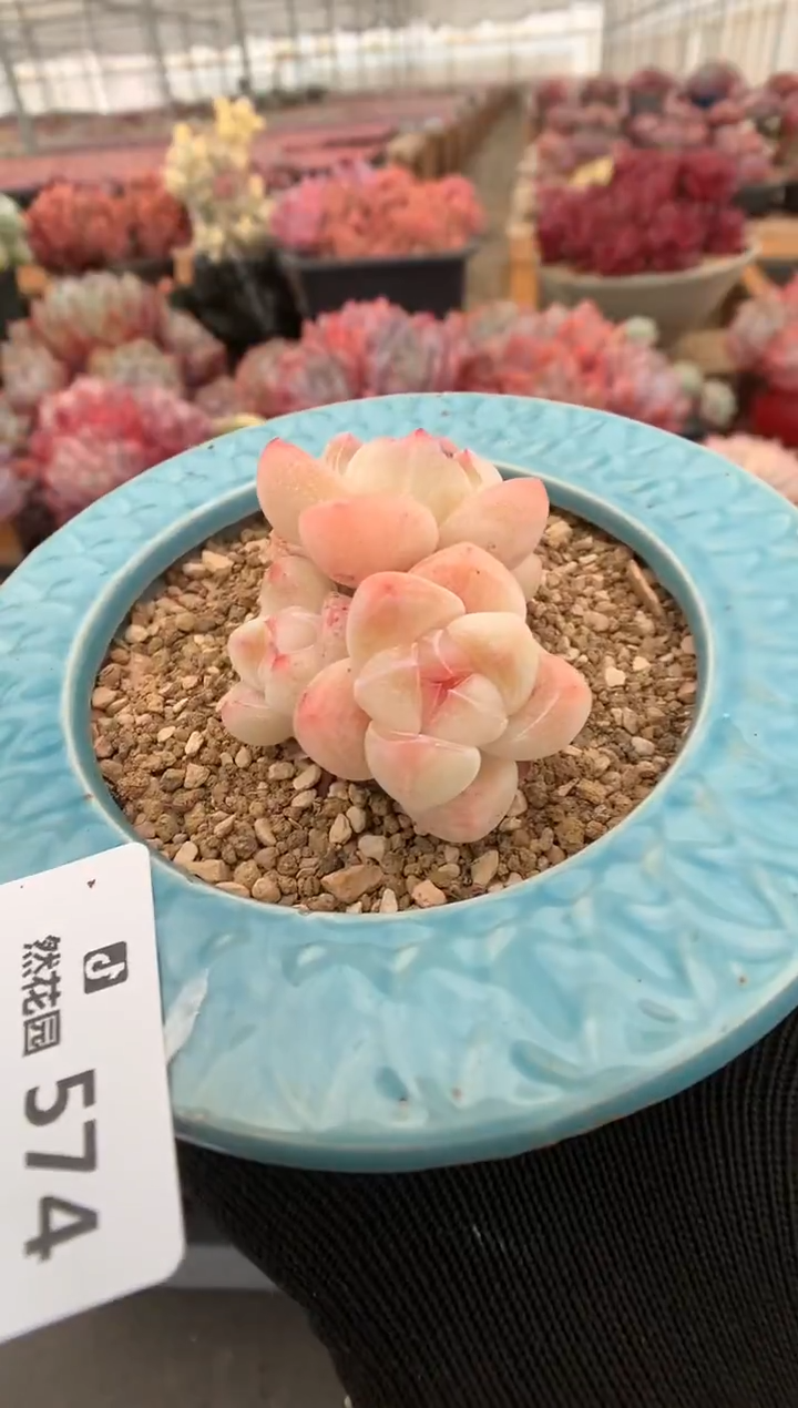 574冰玉多肉植物一物一拍