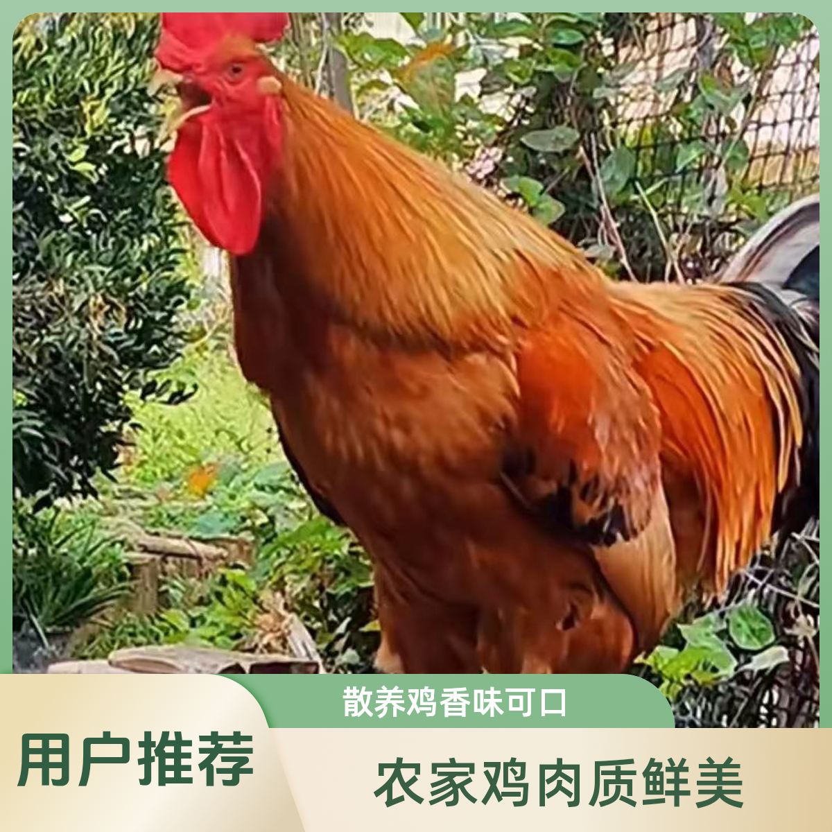 农家放养老公鸡（一物一拍，改价链接）