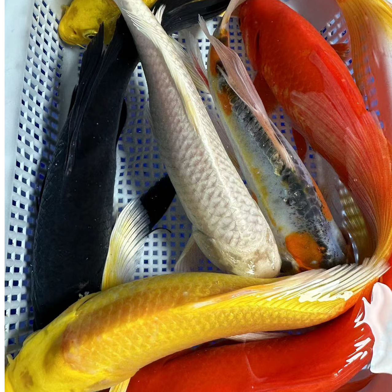 【七星高照10-12厘米2黄2红草1白1黑1德系共7条】精品锦鲤观赏鱼