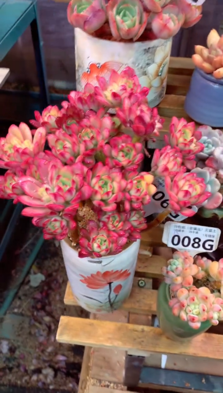 006G（一物一拍，精品多肉，w所见即所得 ）