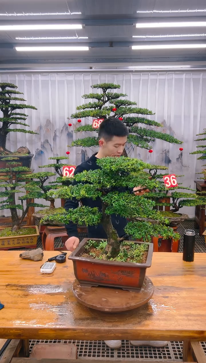 【闪购商品】紫砂精品盆景直播间一物一拍