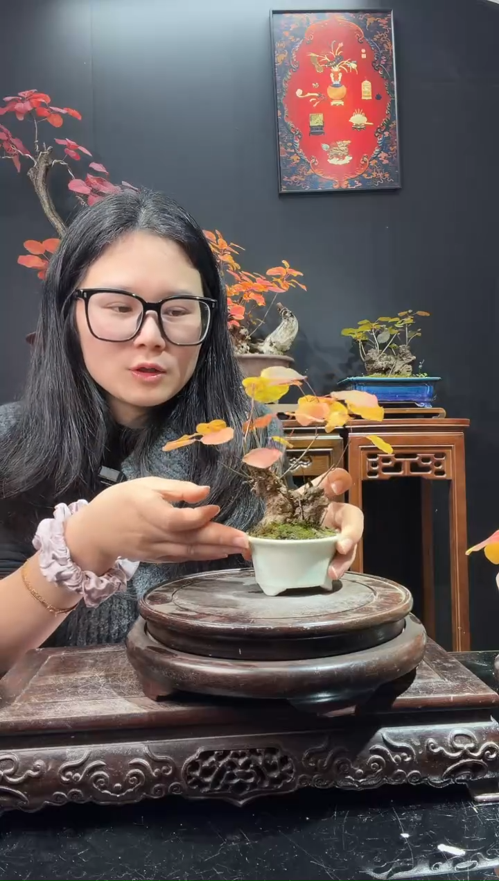 完全开放黄栌0000