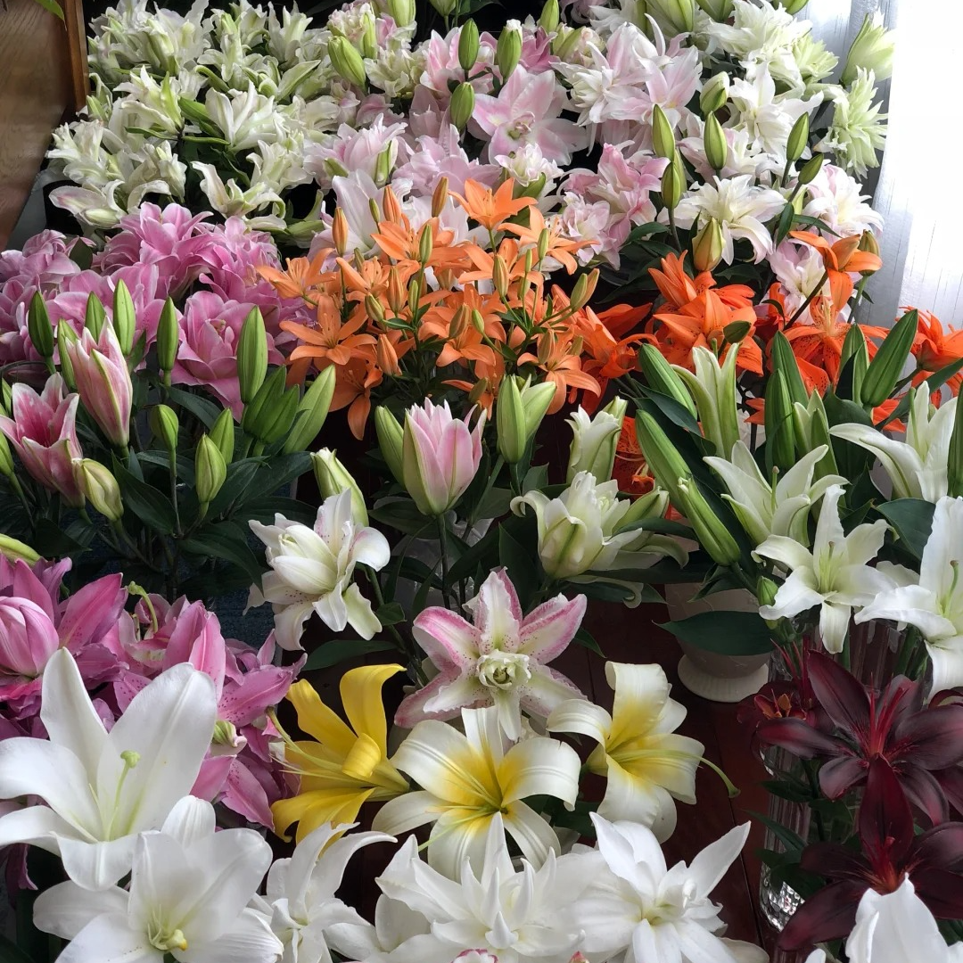 【源头优选】百合-任意百合花水养插花用云南直发鲜花