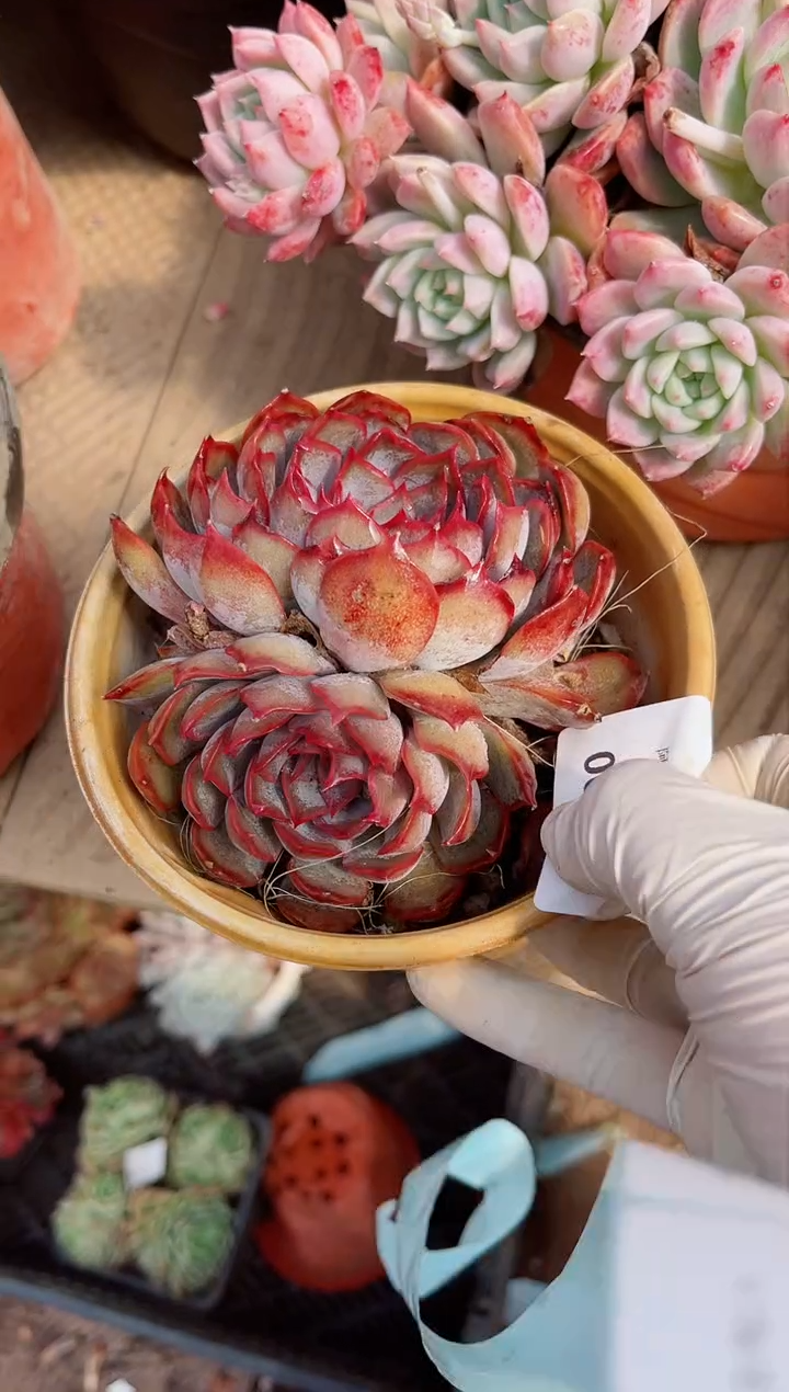 【闪购商品】06327