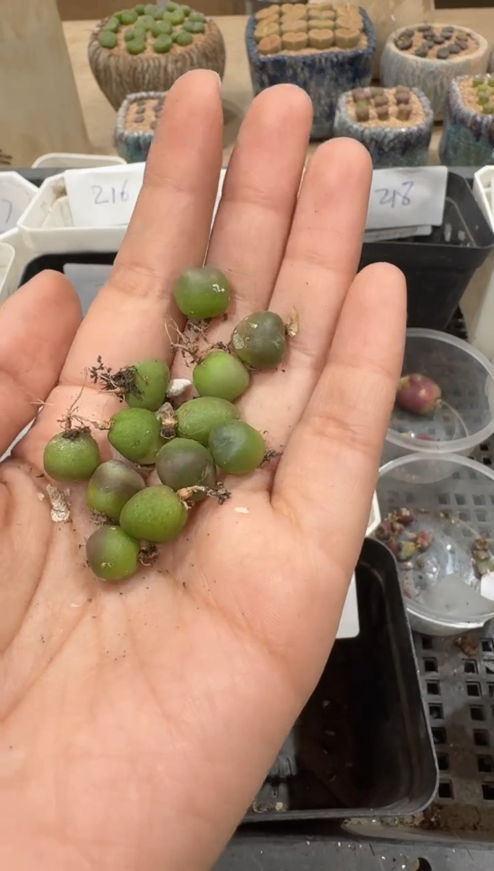 名****吗29-90多肉植物肉锥